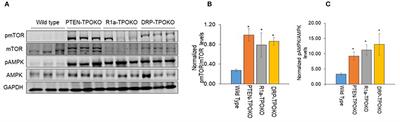 PKA Activates AMPK Through LKB1 Signaling in Follicular Thyroid Cancer